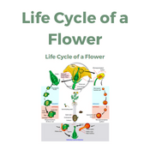 Life Cycle of a Flower